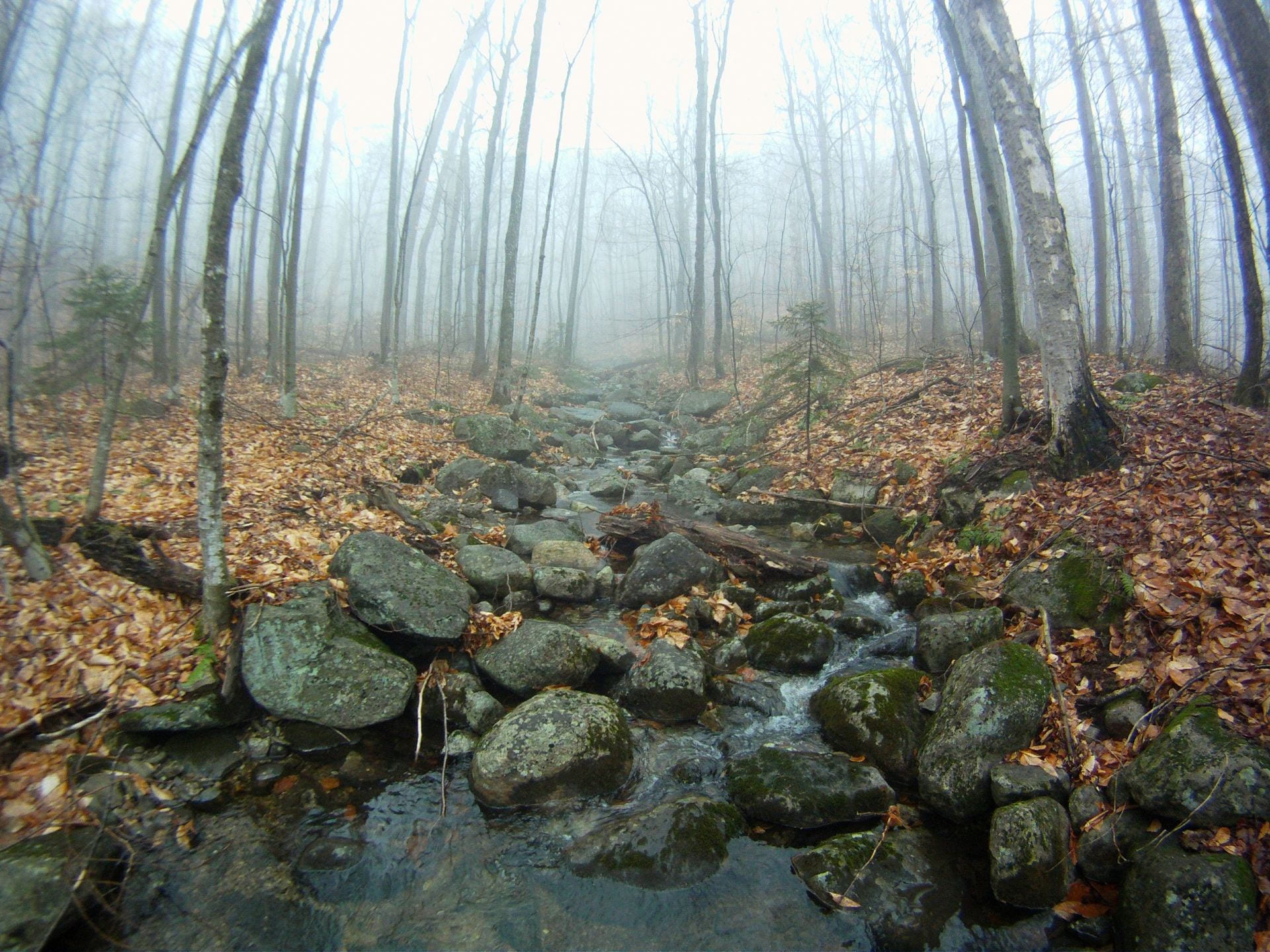 photograph of a dry creek bed in the woods