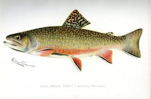 Illustration of a native brrok trout