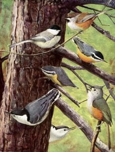 illustration of Black capped chickadee, red breasted nuthatch, white breasted nuthatch, and tufted titmouse