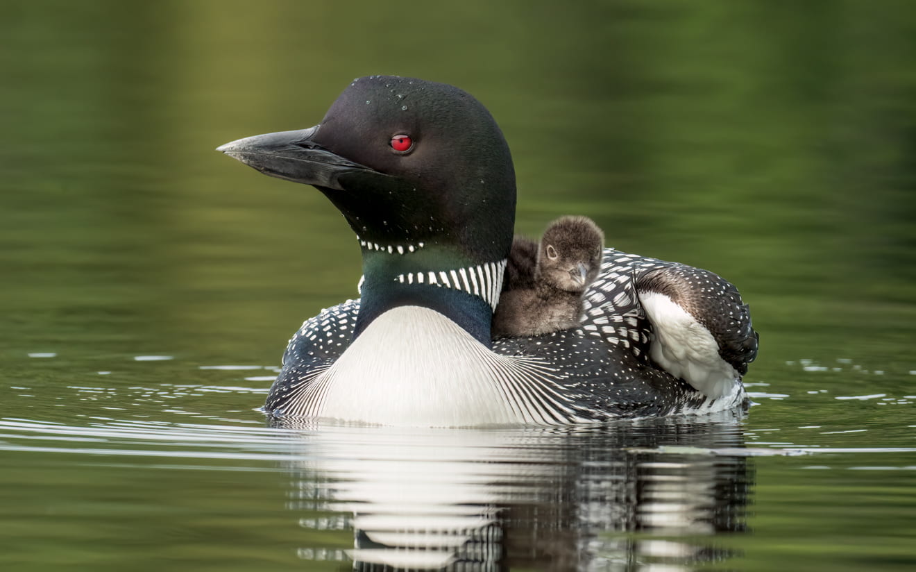 photograph of a mother Loon swimming with a baby loon on her back