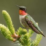 photograph of a ruby-throated humming bird on a branch