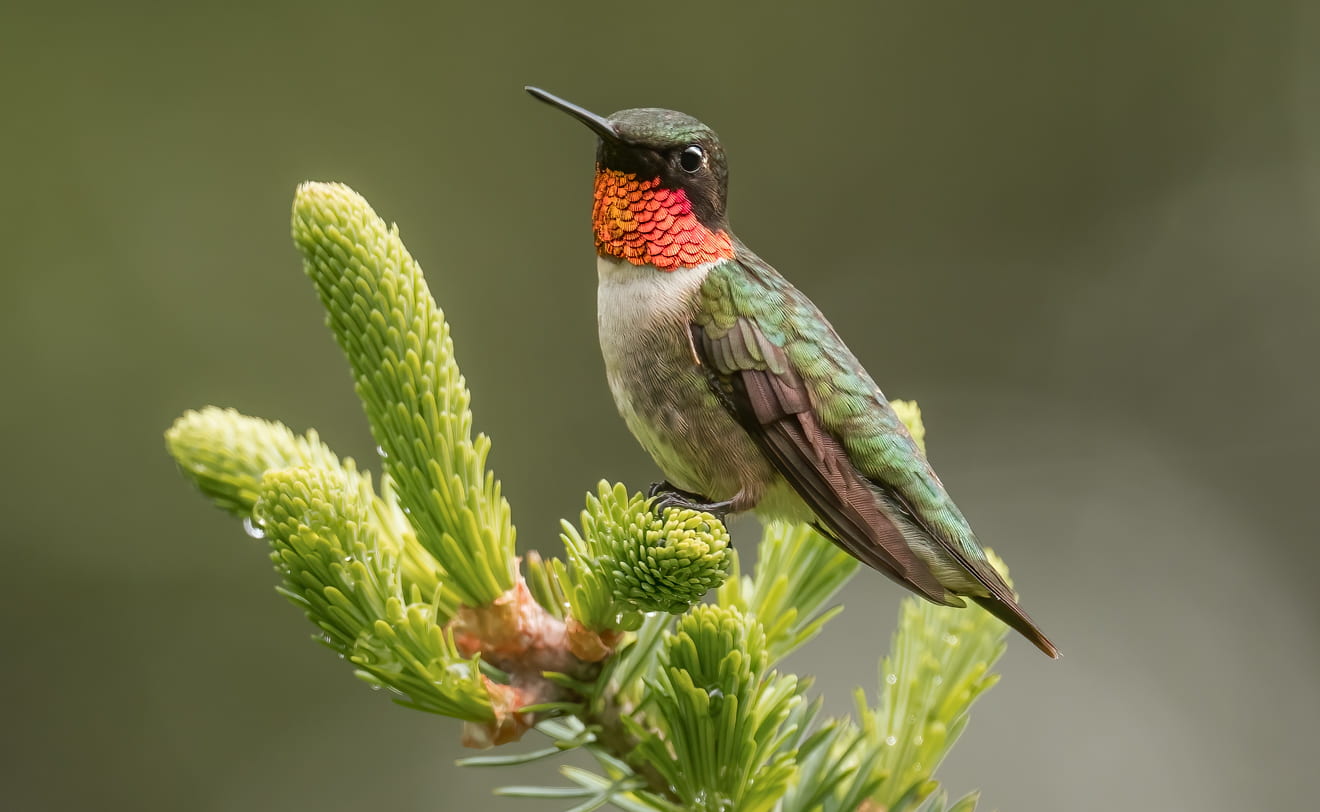 photograph of a ruby-throated humming bird on a branch