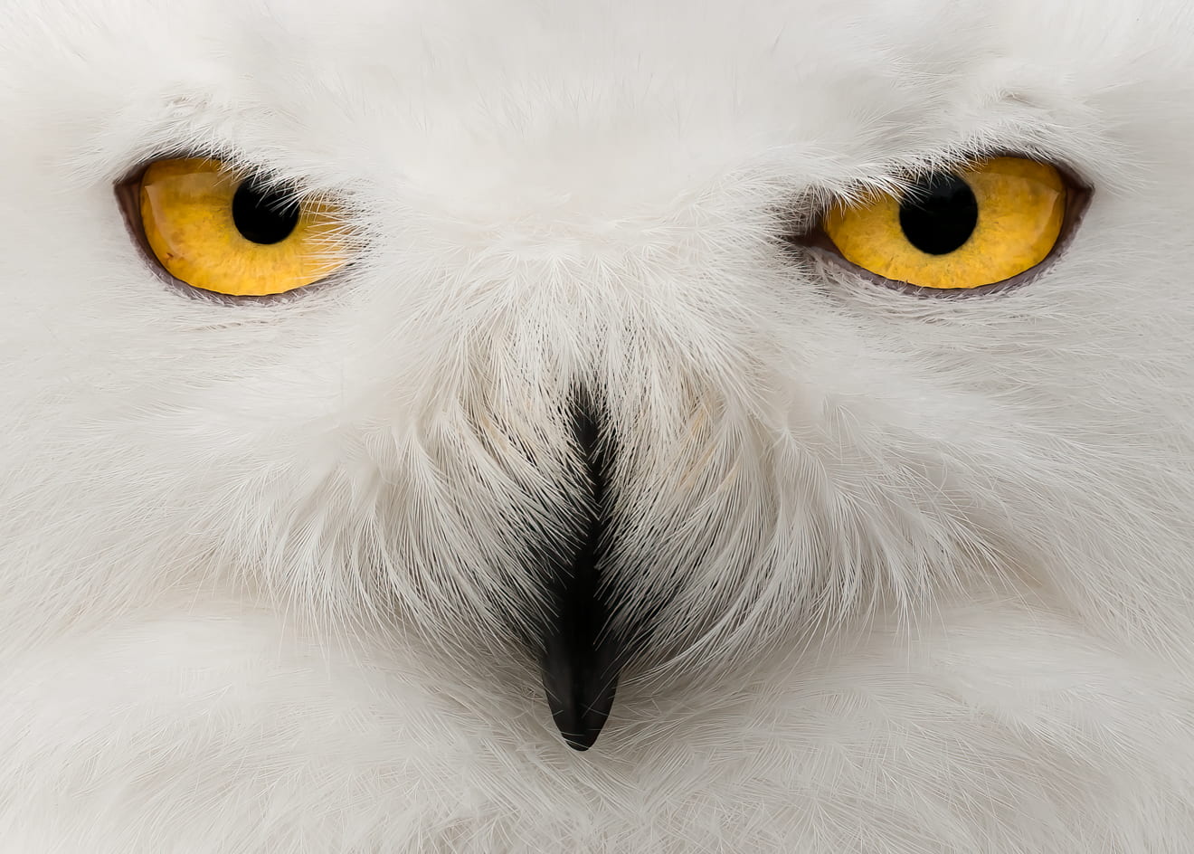 close-up photograph of a snowy owl's eyes and beak