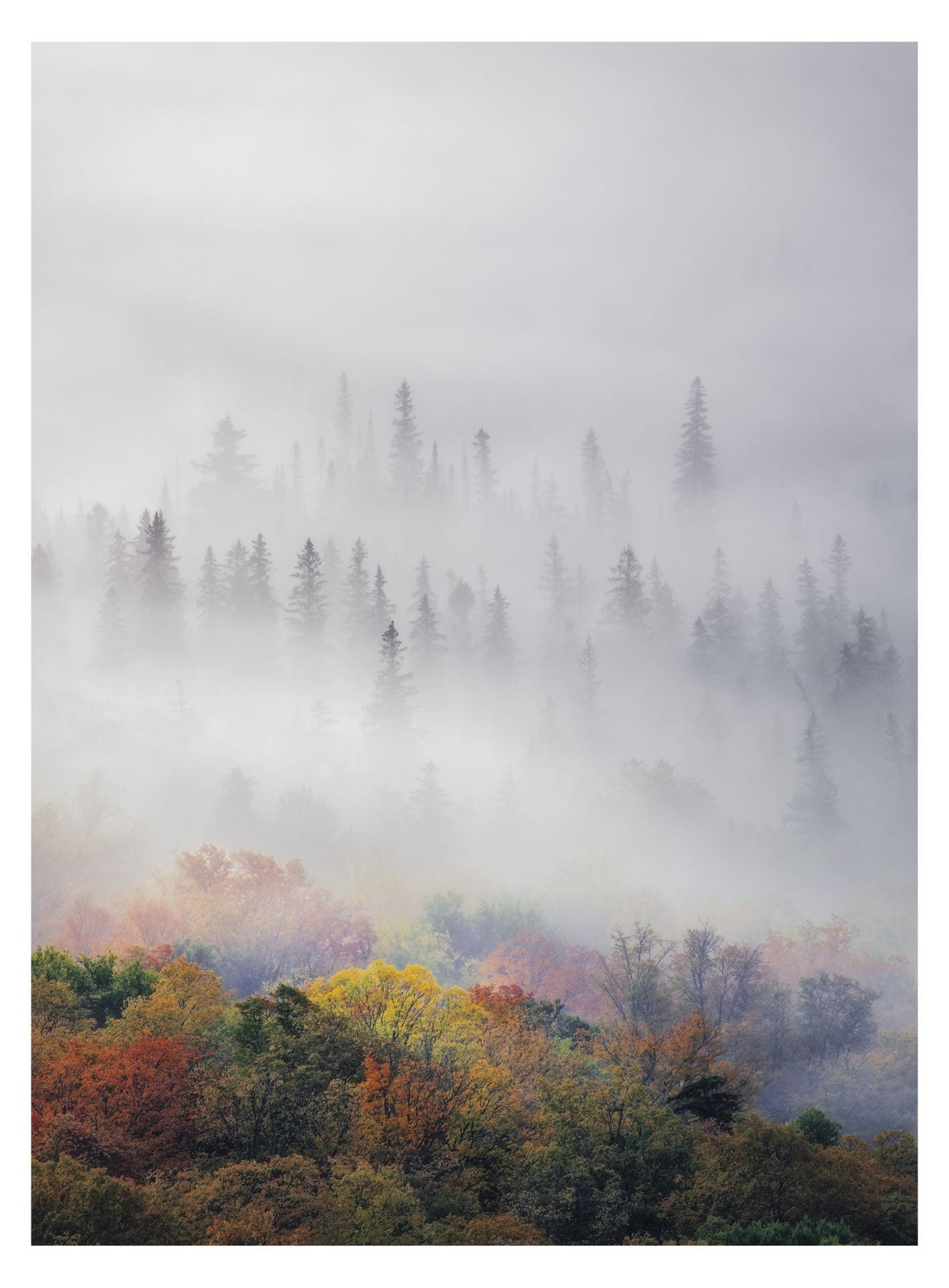 Photograph of fog over fall trees