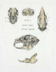 Clare Stone Swamp Rabbit skull illustrations