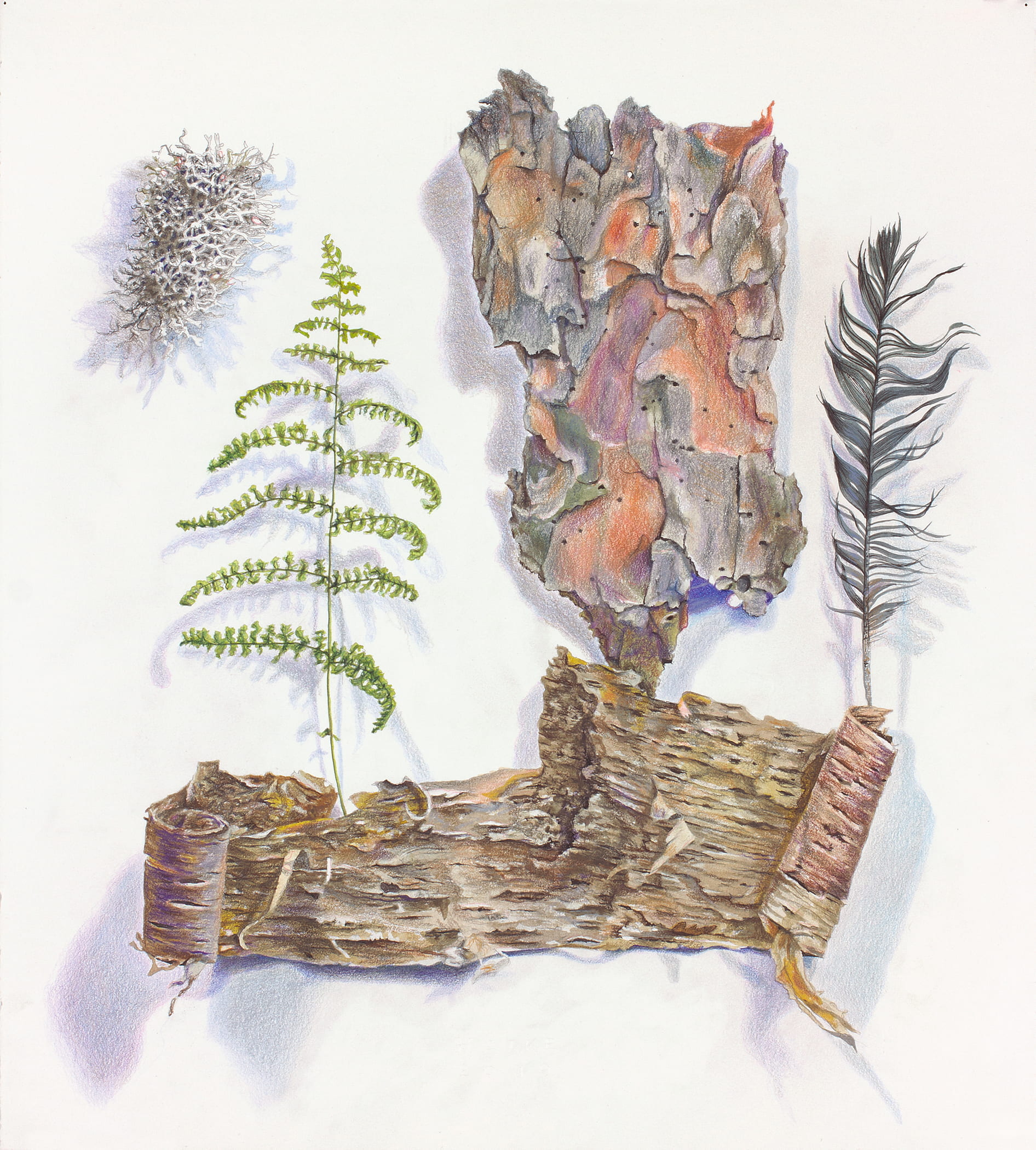 drawing and painting of a fern frond, moss, parks and a feather