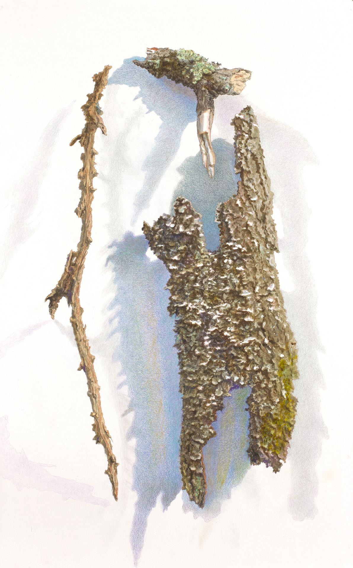 drawing and painting of a composition of stick and bark