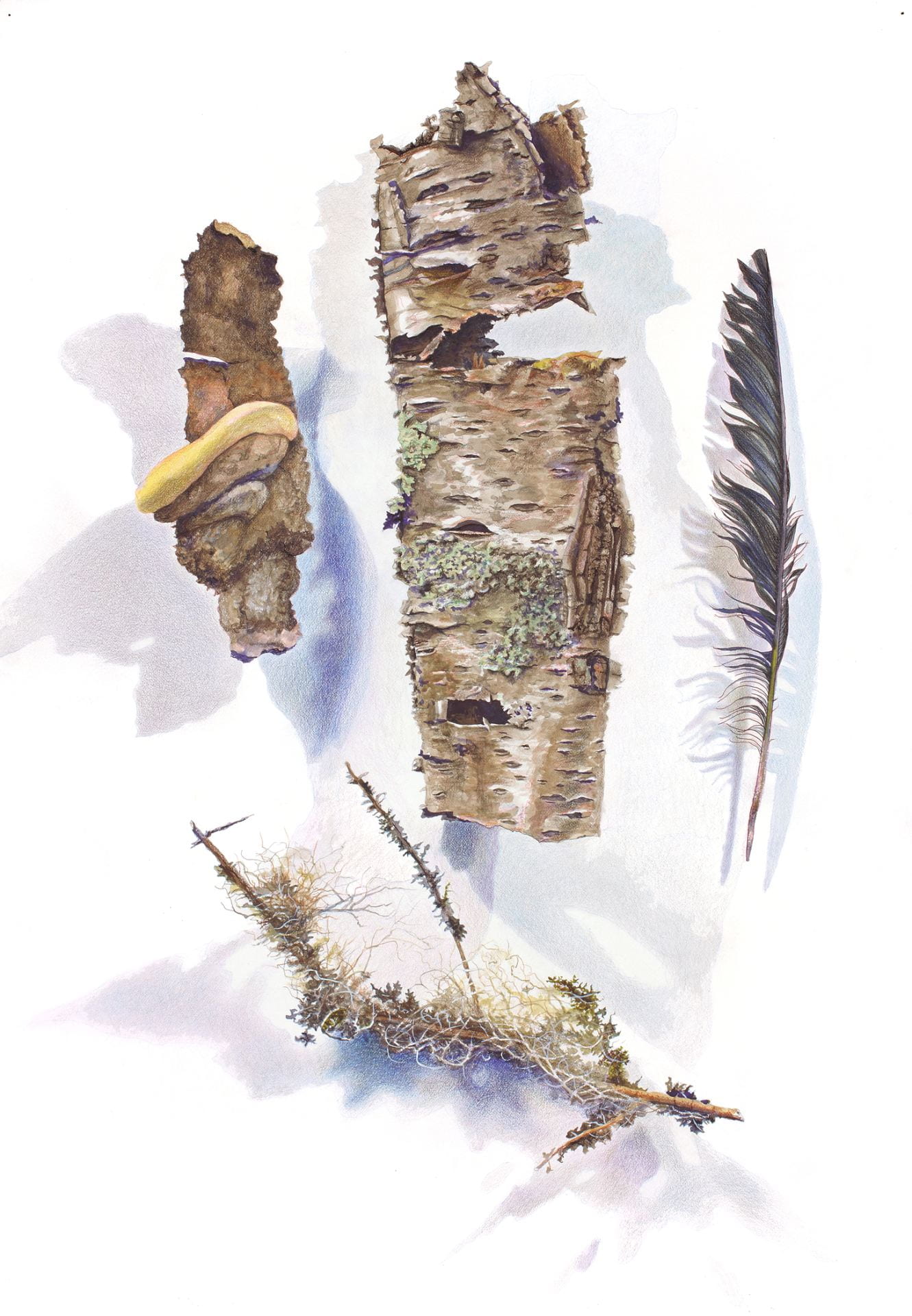 drawing and painting of a composition of bark, wood, and feather