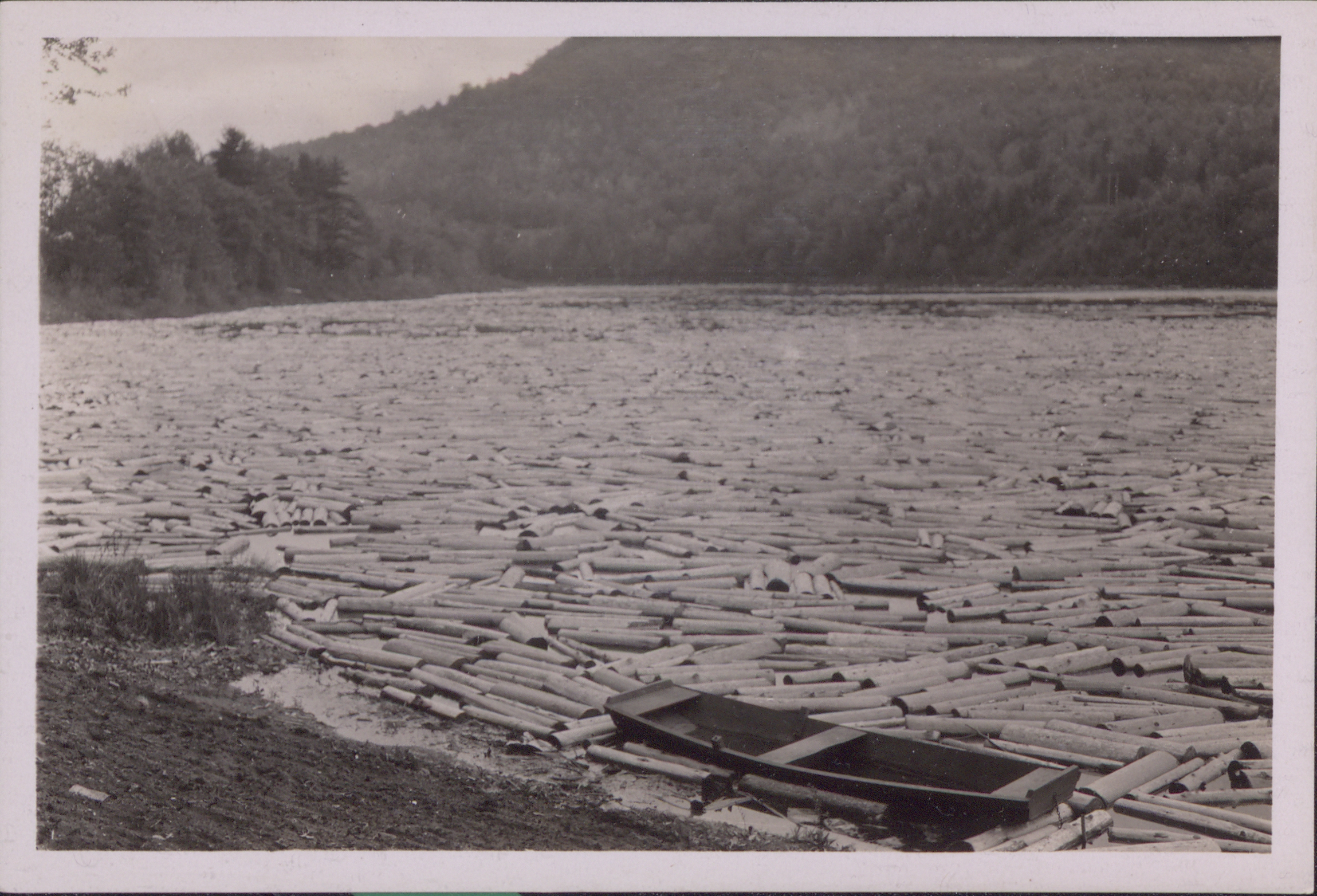 Pulpwood logs almost completely covering the surface of the Hudson River as they float near Lake Luzerne, NY. An empty boat is hemmed in by the logs along the shore, May 24, 1931. 