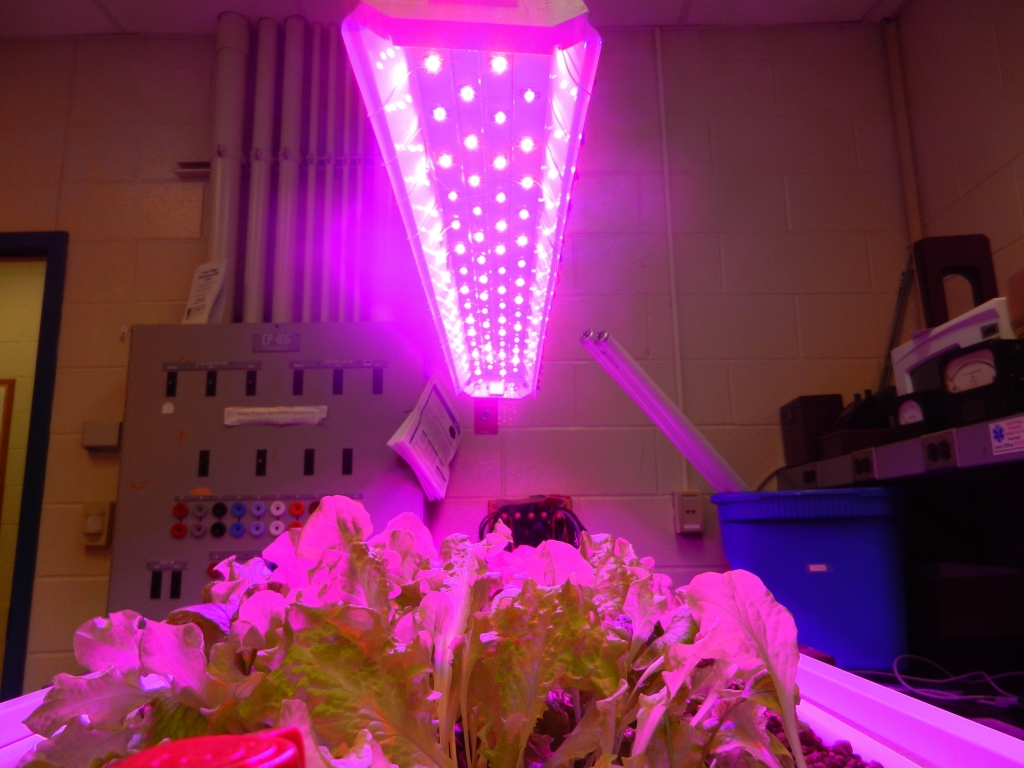 Lettuce plants bask in light from specially selected LEDs