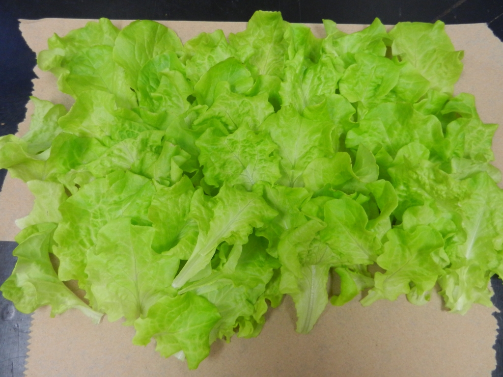 The lettuce harvested from the system in November 2014
