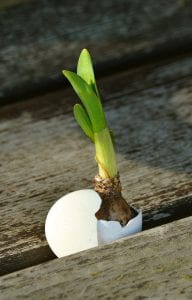 Image: onion breaking out of eggshell