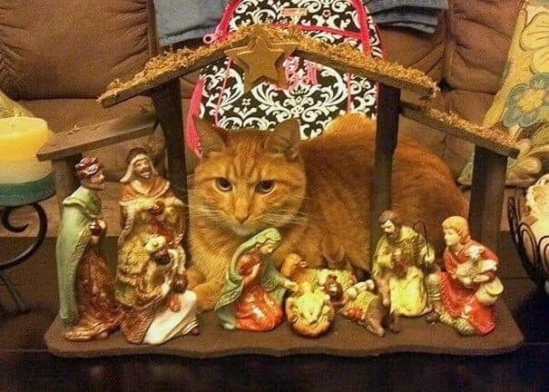 nativity cats