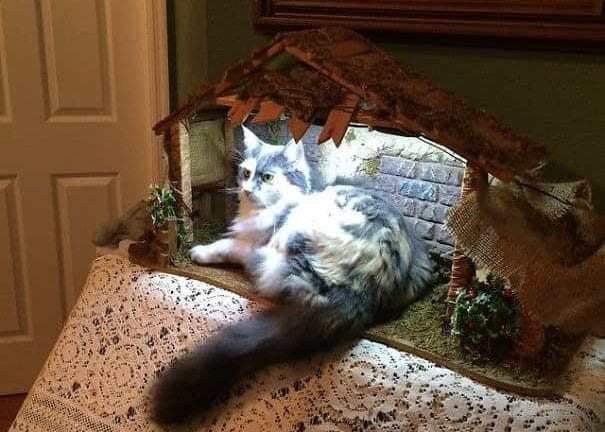 nativity cats