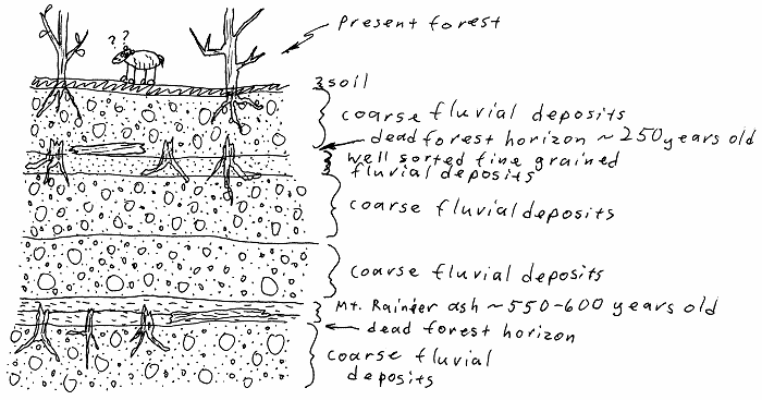 Summary sketch of the stratigraphy in the sampling area for Mt. Rainier ash beds. This shows interlayered ash beds and coarse fluvial deposits, with buried forests which gave age control from carbon 14 dating.