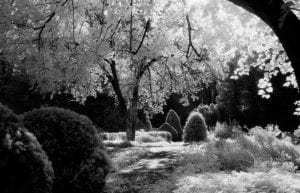 Infrared, Jackson's gardens