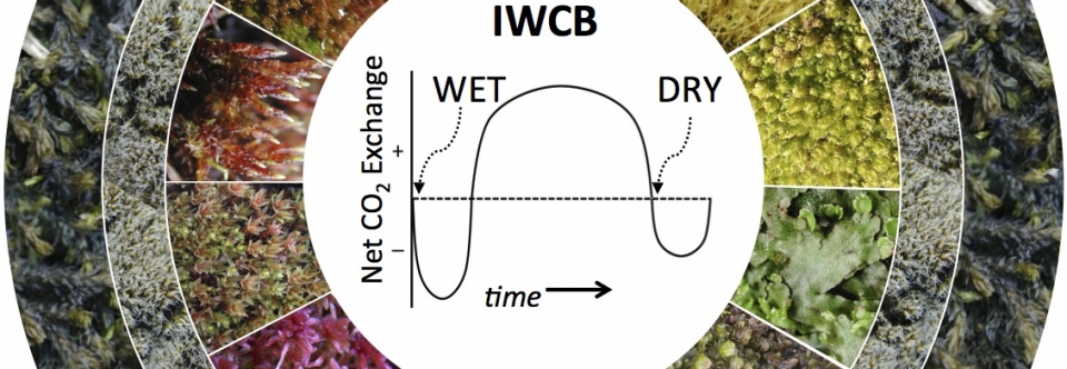 Integrated Water-driven Carbon Balance Model and Bryophyte Color Wheel