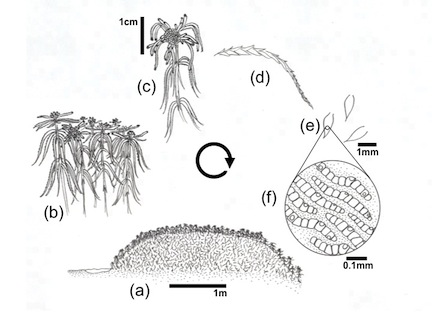 Hierarchical Organization of Sphagnum Shoot Systems