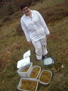 Olivia at the Woodlawn fen collecting Sphagnum papillose.