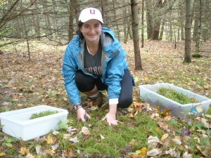 Rebecca collecting Rytidiadelphus triquestrus at the SUNY Oneonta Field Station.