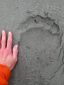 Grizz footprint