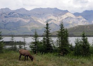 Jasper elk